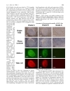 Báo cáo y học Low temperature tolerance of human embryonic stem cells