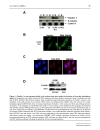 Báo cáo y học PKC and PKA Phosphorylation Affect the Subcellular Localization of Claudin 1 in Melanoma Cells