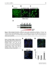 Báo cáo y học PKC and PKA Phosphorylation Affect the Subcellular Localization of Claudin 1 in Melanoma Cells