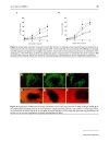 Báo cáo y học Induction and effector phase of allergic lung inflammation is independent of CCL21 CCL19 and LT beta