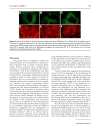 Báo cáo y học Induction and effector phase of allergic lung inflammation is independent of CCL21 CCL19 and LT beta