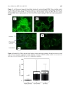 Báo cáo y học HLA DR regulation and the influence of GM CSF on transcription surface expression and shedding