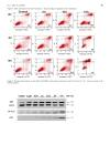 Báo cáo y học Cell Cycle Arrest by a Natural Product via G2 M Checkpoint