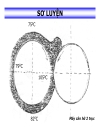 Công nghệ cao su SƠ LUYỆN