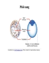 Tế bào gốc Sự hình thành phôi người