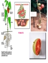 T ạo giống mới bằng phương pháp gây đột biến và công nghệ tế bào