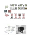 Các nhóm vi khuẩn chủ yếu Cổ khuẩn Archaea