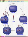 Chu Kì nhân lên của virus