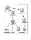 Tế bào gốc Stem cell