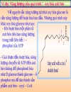 NĂNG LƯỢNG SINH HỌC Lipid Metabolism TRAO ĐỔI LIPID