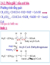 NĂNG LƯỢNG SINH HỌC Lipid Metabolism TRAO ĐỔI LIPID