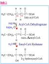 NĂNG LƯỢNG SINH HỌC Lipid Metabolism TRAO ĐỔI LIPID