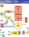 NĂNG LƯỢNG SINH HỌC Lipid Metabolism TRAO ĐỔI LIPID