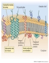 NĂNG LƯỢNG SINH HỌC Lipid Metabolism TRAO ĐỔI LIPID