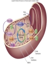 NĂNG LƯỢNG SINH HỌC Lipid Metabolism TRAO ĐỔI LIPID