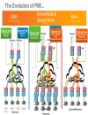 Catalyst 4500 4900 IP Multicast Architecture