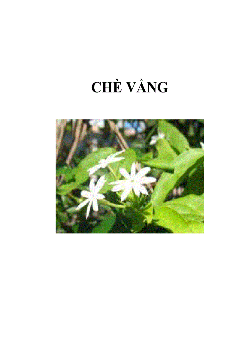 Chè vằng