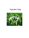 Náng Hoa Trắng