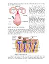 Sự sinh sản vật nuôi