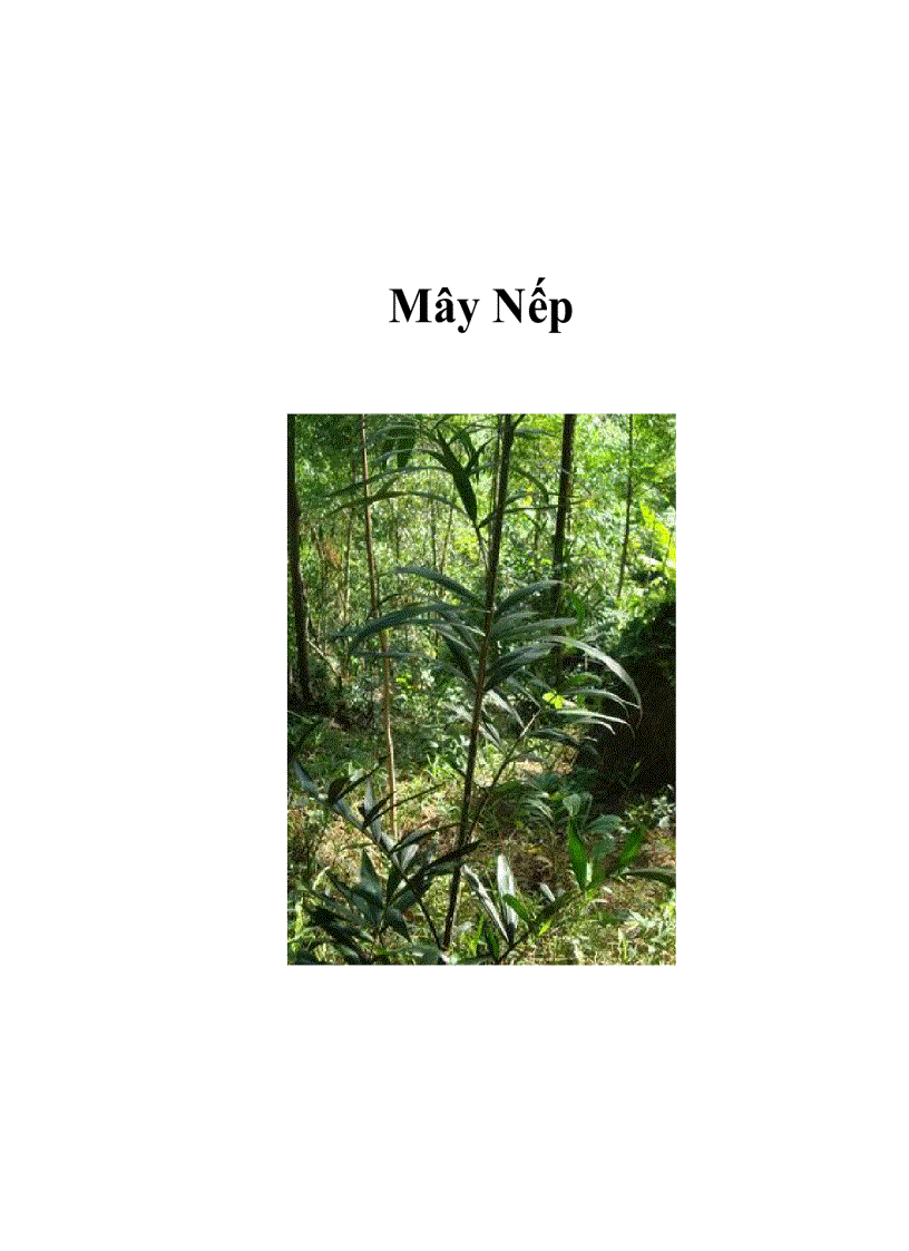 Mây Nếp