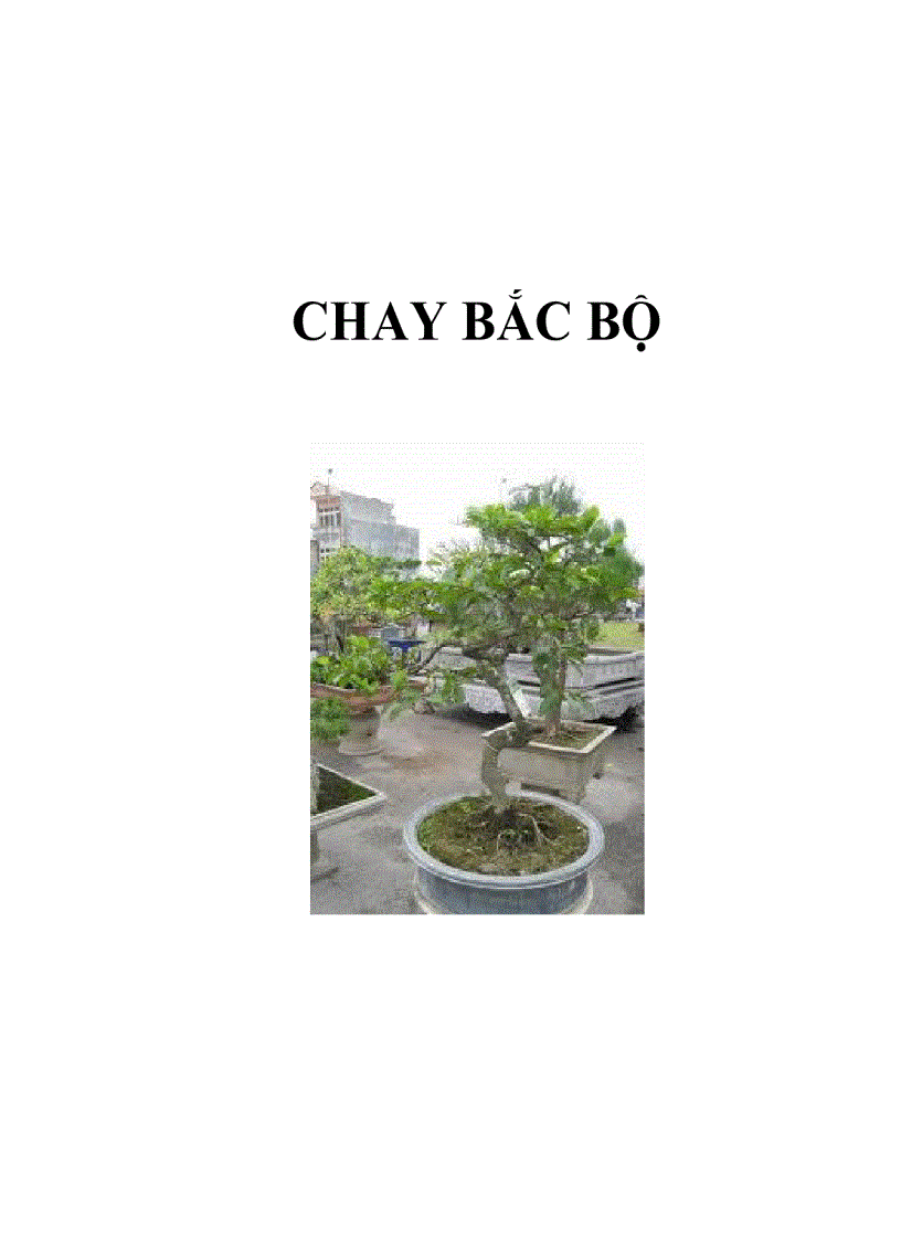 Chay bắc bộ