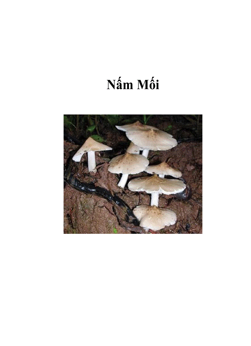 Nấm Mối