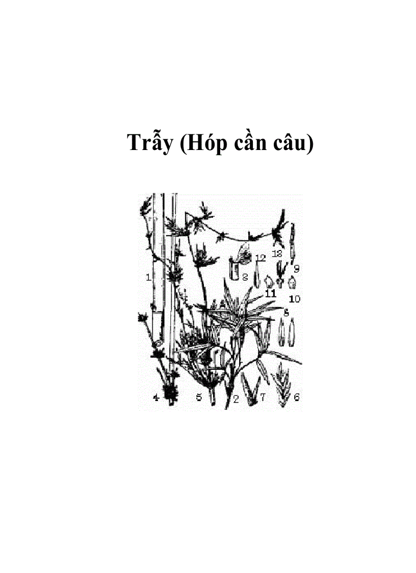 Trẫy Hóp cần câu