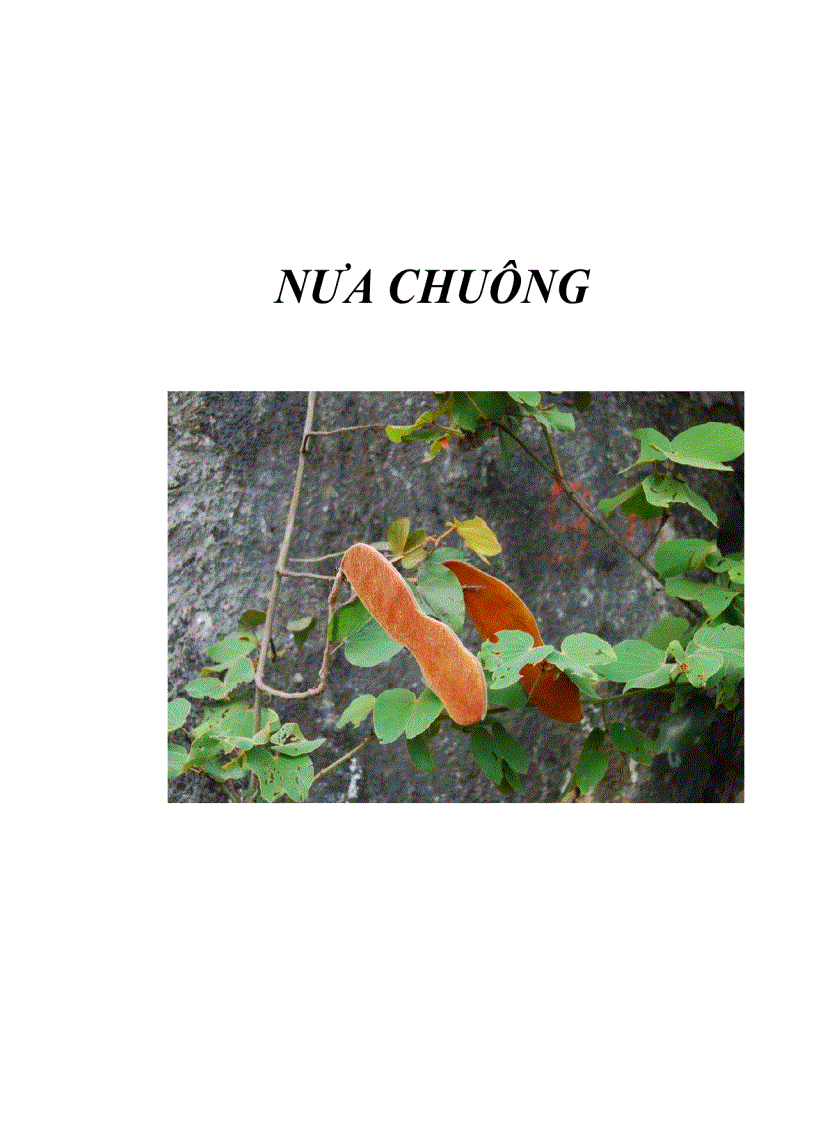 Nưa chuông