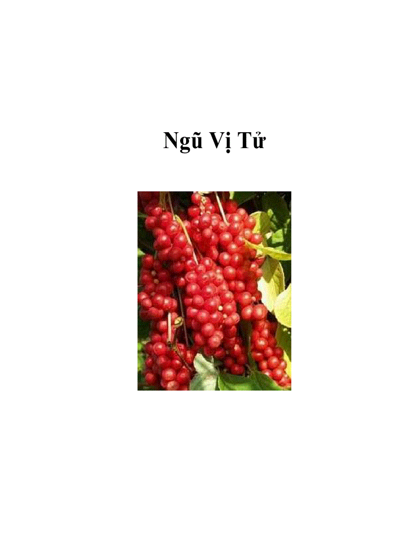 Ngũ Vị Tử