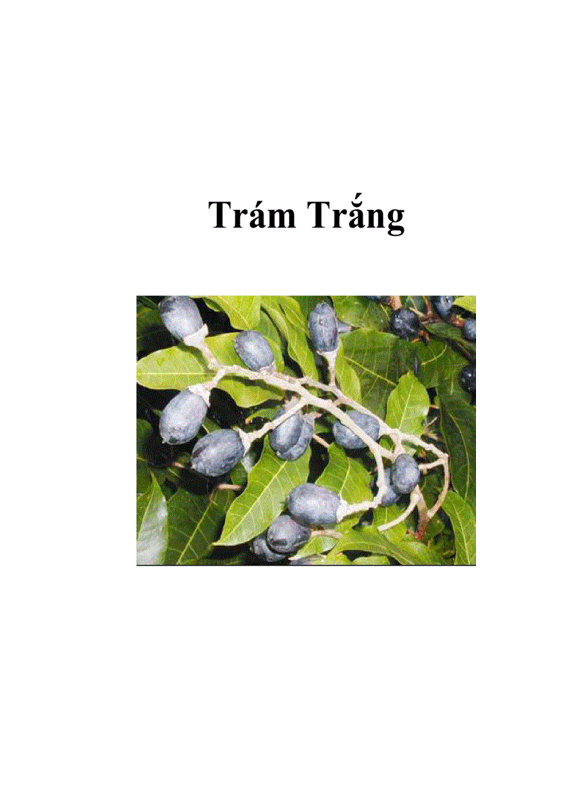 Trám Trắng