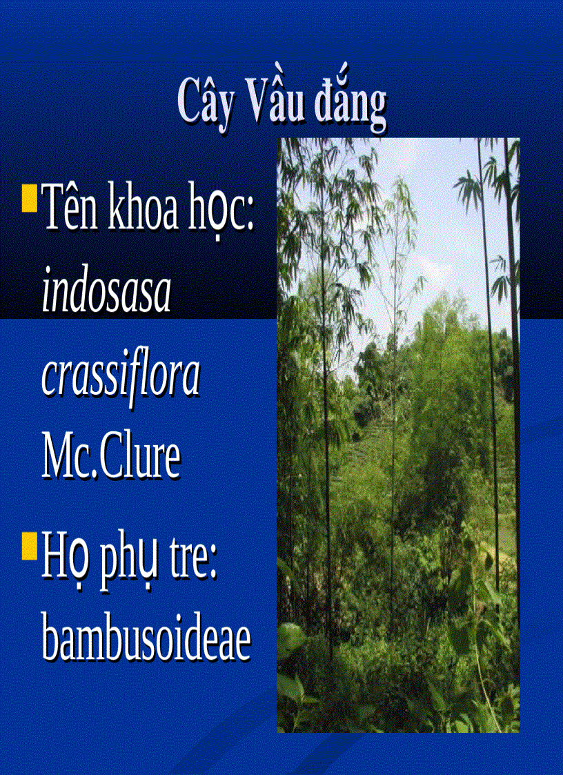 Cây Vầu đắng