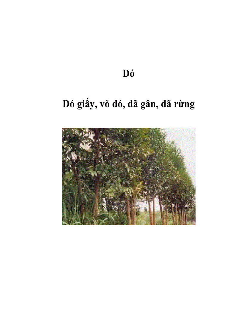 Dó Giấy