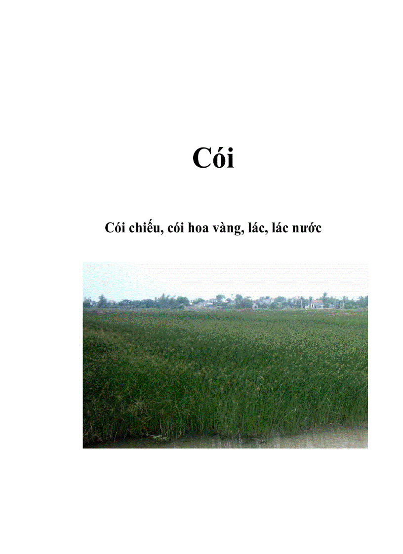 Cây cói