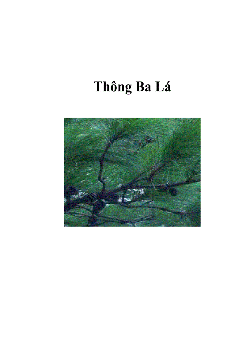 Thông Ba Lá