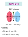 Aminoacid peptid protein