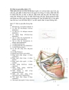 Đường mổ xương chậu theo cung đùi Letournel