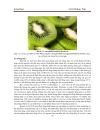 Tìm hiểu về trái Kiwi Kiwifruit và ứng dụng trong sản xuất thực phẩm