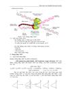 Acid nucleic