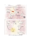 Ngộ độc acetaminophen