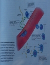 Viêm Inflammatio