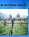 Kỹ Thuật Trồng Chăm Sóc Cây Đậu Phụng