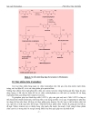 Công nghệ lên men sản xuất Tryptophan