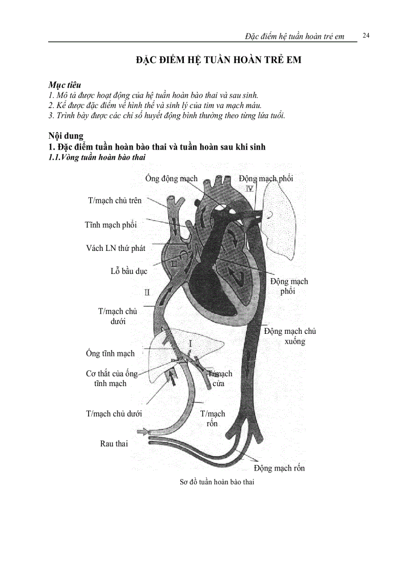 Hệ tuần hoàn trẻ em