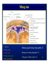 Giải phẫu thần kinh đối chiếu chẩn đoán Hình ảnh