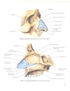 Atlas giải phẫu người Phần nội tạng Bs Mircea Ifrim