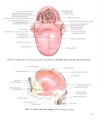 Atlas giải phẫu người Phần nội tạng Bs Mircea Ifrim