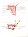 Atlas giải phẫu người Phần nội tạng Bs Mircea Ifrim