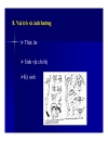 Lớp phụ Giáp xác chân mái chèo Copepoda