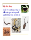 Ngành chân khớp arthropoda