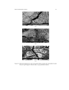 Phase Transformation of Rust in the Presence of Various Tannins